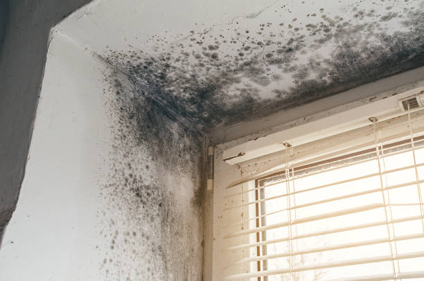 Affordable Mold Inspection And Testing solutions in Princeton, KY